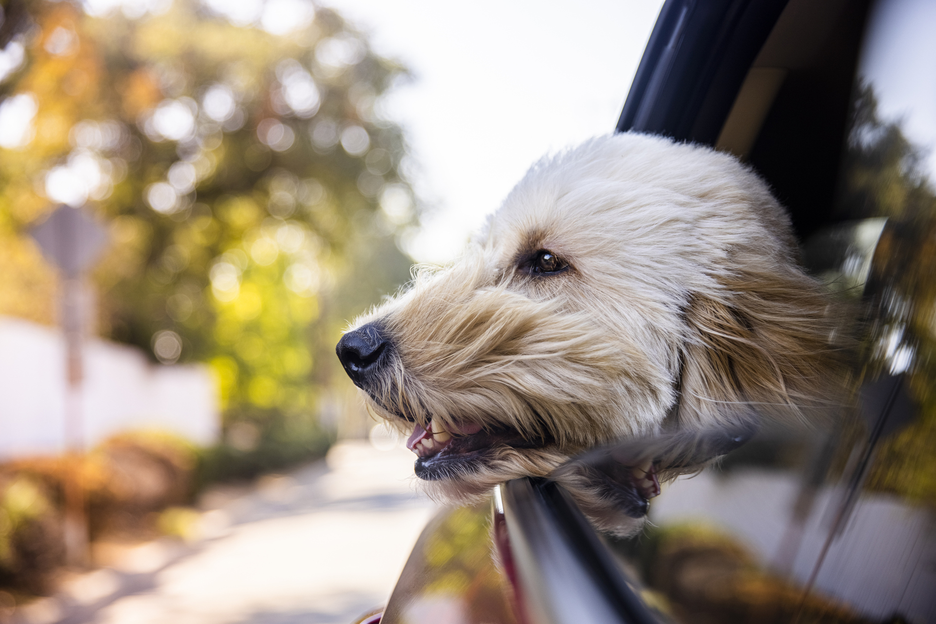 Pes v autě: Jak převážet mazlíčka bezpečně a bez rizika pokuty